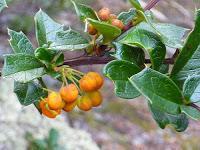 MACRO FOLIE #21 MACRO FOLIE #21