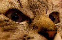 MACRO FOLIE #21 MACRO FOLIE #21