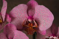 MACRO FOLIE #21 MACRO FOLIE #21