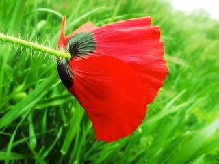 MACRO FOLIE #21 MACRO FOLIE #21