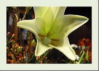 MACRO FOLIE #21 MACRO FOLIE #21