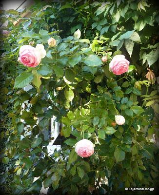 Septembre au jardin...