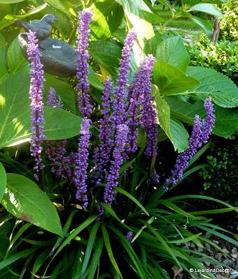 Septembre au jardin...