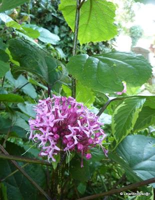 Septembre au jardin...