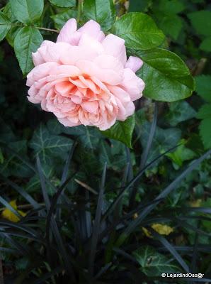 Septembre au jardin...