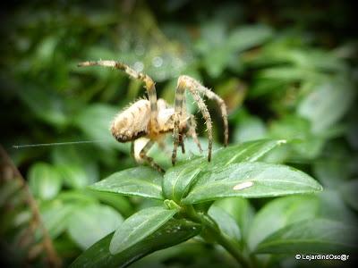 Septembre au jardin...