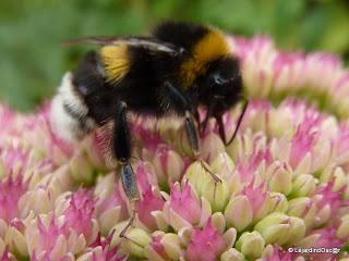 Septembre au jardin...
