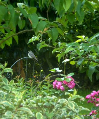 Merci encore une fois à Nikki de nous permettre d'aliment...