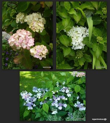 Merci encore une fois à Nikki de nous permettre d'aliment...