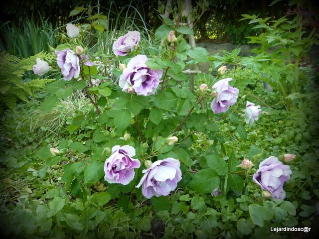 Toujours grâce à Nikki , les mois défilent et nous voici ...