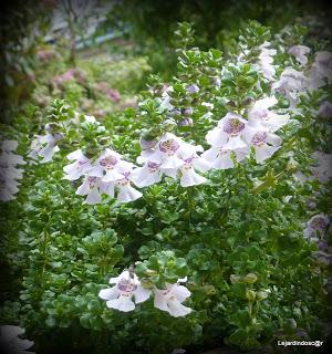 Toujours grâce à Nikki , les mois défilent et nous voici ...