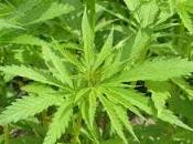 L'huile chanvre, riche oméga