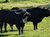 Ceret corrida cuadri plus