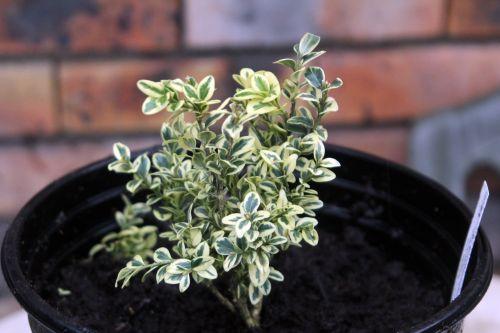 buxus elegantissima 1 fév 2013 001.jpg