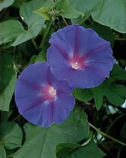 Comment composer une balconnière pour le printemps