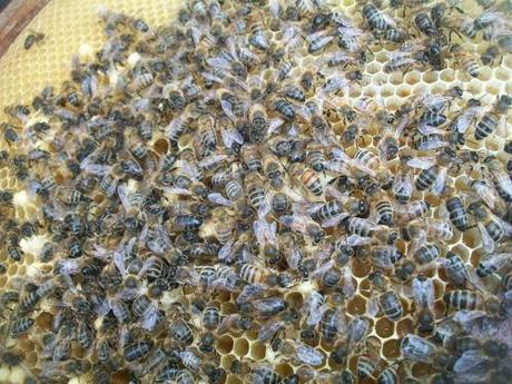 Réappropriation des mots: L’Ⓐnarchisme ordre-moins-pouvoir