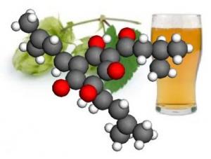 DIABÈTE: Une bière et ses humulones en prévention? – Angewandte Chemie International