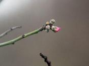 L'amandier nouveau arrivé