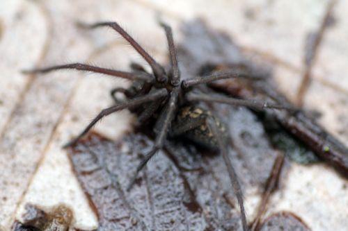 tégénaire 2 fév 2013 021.jpg