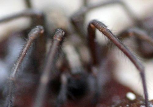 tégénaire poils 2 fév 2013 015.jpg