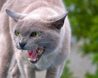Scoop : les chats mangent des oiseaux