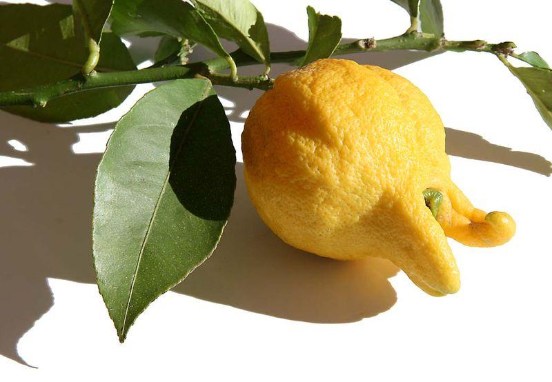 Lemon digité citron main bouddha