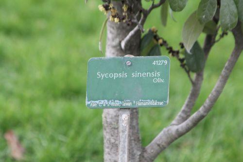 9 sycopsis sinensis paris 2 fév 2013 033 (6).jpg
