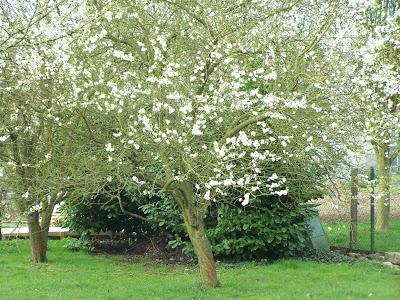 Au Mali, il n'y a pas que la guerre, on y plante des arbres !