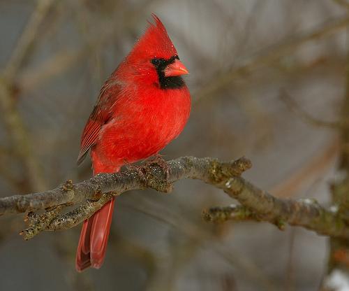 cardinal.jpg