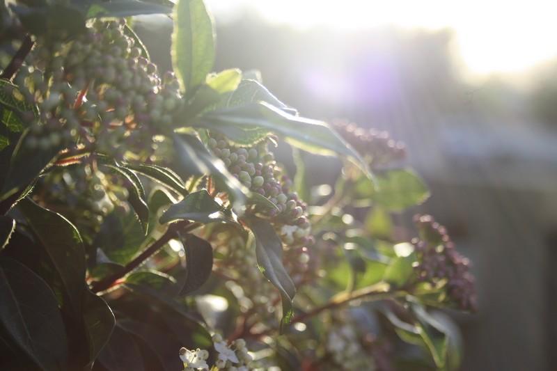 Vert, soleil et laine.