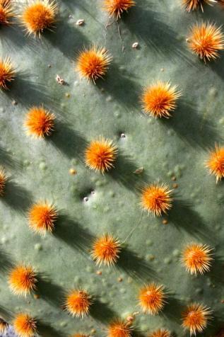 Fleurs de cactus à Lanzarote - Espagne