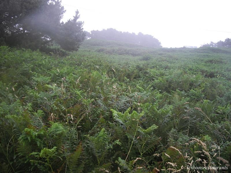 LANDRELLEC(22)-La presqu'île