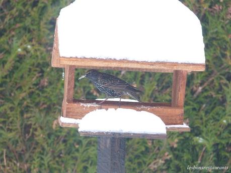 MES VISITEURS QUOTIDIENS