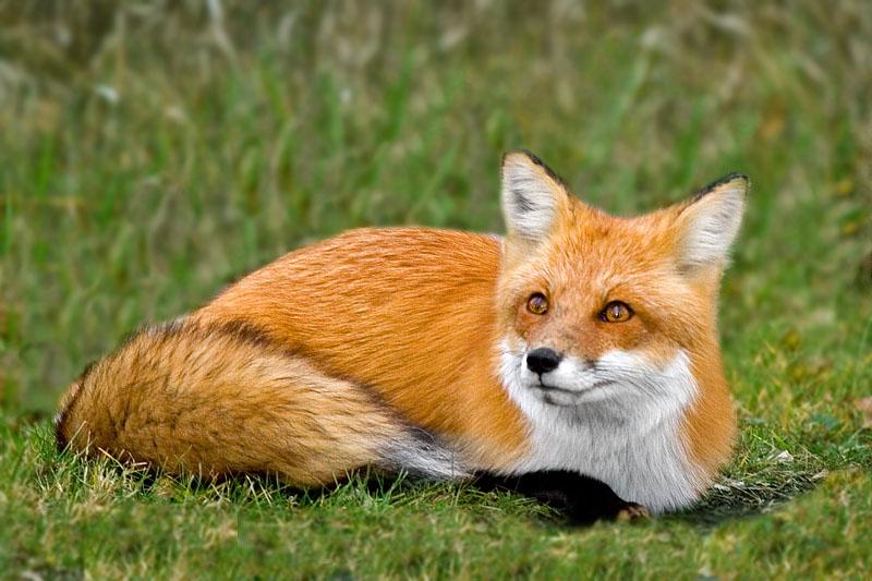 Le saviez-vous ? ► Les animaux les plus tricheurs