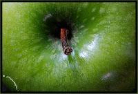 MACRO FOLIE #20 - MOMENT DE GLOIRE INSIDE