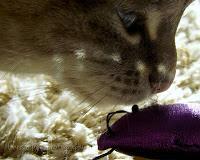 MACRO FOLIE #20 - MOMENT DE GLOIRE INSIDE