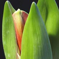 MACRO FOLIE #20 - MOMENT DE GLOIRE INSIDE
