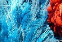 MACRO FOLIE #20 - MOMENT DE GLOIRE INSIDE