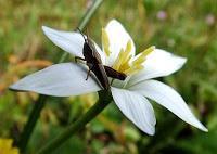MACRO FOLIE #20 - MOMENT DE GLOIRE INSIDE