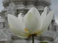 MACRO FOLIE #20 - MOMENT DE GLOIRE INSIDE