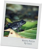 MACRO FOLIE #20 - MOMENT DE GLOIRE INSIDE