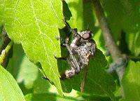 MACRO FOLIE #20 - MOMENT DE GLOIRE INSIDE