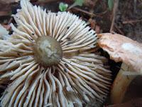 MACRO FOLIE #20 - MOMENT DE GLOIRE INSIDE