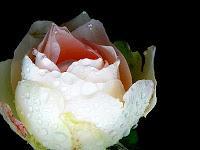 MACRO FOLIE #20 - MOMENT DE GLOIRE INSIDE