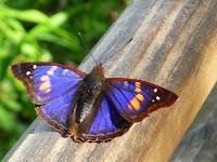 MACRO FOLIE #19 MACRO FOLIE #19