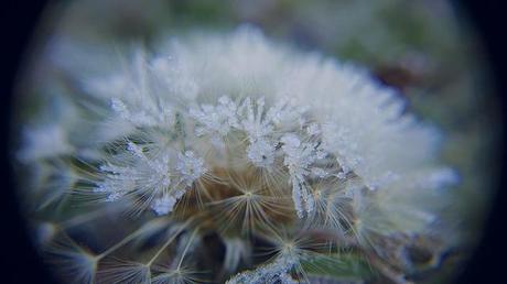 MACRO FOLIE #19 anteketborka.blogspot.com, givre6