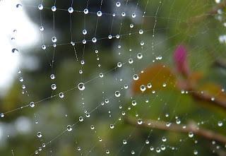 MACRO FOLIE #19 MACRO FOLIE #19