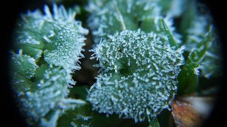 MACRO FOLIE #19 anteketborka.blogspot.com, givre8