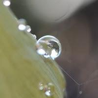 MACRO FOLIE #19 MACRO FOLIE #19