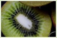 MACRO FOLIE #19 MACRO FOLIE #19